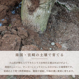 マンゴー 【緒方果樹園】 完熟マンゴー 特大 5～6L 1個 600g以上 贈答用 宮崎県宮崎市 《6/上～6/下の出荷》