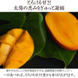 マンゴー 【ウィナーズベル】 完熟マンゴー 贈答用 2L  2個 宮崎県宮崎市 《5/上～5/中より出荷》