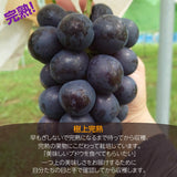 ぶどう 【まるもと農園】 ナガノパープル 1.3kg 2~3房 長野県松川町 《8/下旬～9/上旬の出荷》