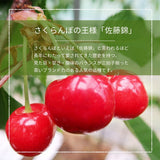 さくらんぼ 【フルーツ彩】 品種おまかせ 500g ML 山形県上山市  《6/上旬～6/中旬の出荷》