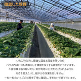 いちご 【斎藤農園】2種類 食べ比べ (15～20粒 300g)×2P 福島県伊達市 《2/上旬～2/中旬より出荷》