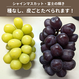 ぶどう 【境果樹園】 富士の輝き シャインマスカット 1~2房ずつ 約1kg 長野県須坂市 《10/上旬～10/中旬より出荷》