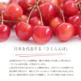 さくらんぼ 【フルーツ彩】 佐藤錦 500g×2P 1kg ML 山形県上山市  《6/中旬～6/下旬の出荷》