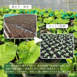 メロン 【メロン農家の根崎】 イバラキング 2玉 3kg 家庭用 2024年 イバラキング品評会1位 茨城県鉾田市 《6/上旬～6/中旬より出荷》