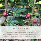いちじく 【せた農園】 家庭用 350g×4P 1.4㎏ 和歌山県産 《8/中旬～8/下旬より出荷開始》 北海道・沖縄県は配送未対応