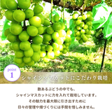 ぶどう 【箭内厳雄果樹園】 シャインマスカット 約1.8kg 2～３房 福島県 《10/上旬～10/中旬の出荷》