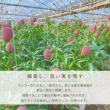 マンゴー 【緒方果樹園】 完熟マンゴー 4L 2個 1㎏ 贈答用 宮崎県宮崎市 《5/上～5/中より出荷》