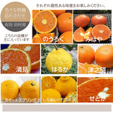 柑橘  【みかんの館】 有田 ブランド産地 田村地区産 柑橘詰め合わせ ３種以上 10㎏ 和歌山県 かんきつ みかん 《2/中旬～2/下旬より出荷》
