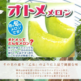 メロン 【OTM出荷組合】 メロン オトメメロン 4玉 3L 糖度15度以上 贈答用 母の日 茨城県鉾田市 茨城町 《4/下旬～5/上旬より出荷》