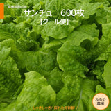 サンチュ 【ふるや農園】 クール便 600枚 業務用 福島県 当日収穫 新鮮