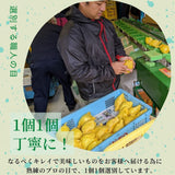洋梨 【佐藤果樹園】 洋なし ル・レクチェ 3kg 7～9玉 贈答用 新潟県 ルレクチェ  御歳暮 お歳暮 《11/下旬～12/上旬より出荷》