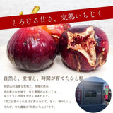 いちじく 【せた農園】 完熟 贈答用 L 12玉 1㎏ 和歌山県産 《8/中旬～8/下旬より出荷開始》 北海道・沖縄県は配送未対応