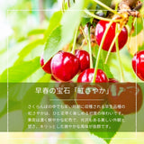 さくらんぼ 【フルーツ彩】 品種おまかせ 500g ML 山形県上山市  《6/上旬～6/中旬の出荷》