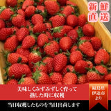 いちご 【斎藤農園】ゆうやけベリー (15～20粒 300g)×2P 福島県伊達市 《2/上旬～2/中旬より出荷》