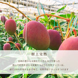マンゴー 【緒方果樹園】 完熟マンゴー 3L 2個 900g 贈答用 宮崎県宮崎市 《5/上～5/中より出荷》