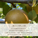 梨 【 フルーツランド外塚農園 】 甘太 3kg  5～6個 贈答用 茨城県かすみがうら市《9/下旬～10/上旬の出荷》