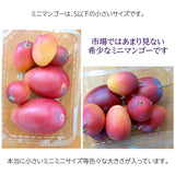 マンゴー 【まるのわマンゴー】 完熟 小さい ミニマンゴー 1kg 宮崎県宮崎市 《4/下～5/上の出荷》