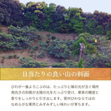 びわ 【生稲農園】 房州びわ 約1kg 12個 3L 化粧箱 枇杷 皇室献上の実績 父の日 千葉県南房総市《5/下旬～6/上旬より出荷》