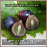 ぶどう 【まるもと農園】 ナガノパープル 1.3kg 2~3房 長野県松川町 《8/下旬～9/上旬の出荷》
