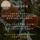 柿 甘柿 【根津農園】 富有柿 石和の柿 約2kg 本当の訳あり品 お試し用 山梨県笛吹市 種なし かき《10/下旬～11/上旬の出荷》