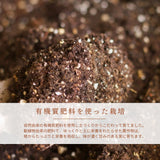 さくらんぼ 【フルーツ彩】 佐藤錦 500g×2P 1kg ML 山形県上山市  《6/中旬～6/下旬の出荷》