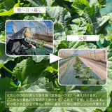 メロン 【メロン農家の根崎】 イバラキング 2玉 3kg 家庭用 2024年 イバラキング品評会1位 茨城県鉾田市 《6/上旬～6/中旬より出荷》