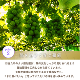 ぶどう 【箭内厳雄果樹園】 シャインマスカット 約1.8kg 2～３房 福島県 《10/上旬～10/中旬の出荷》