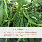 スイカ 小玉スイカ 【KSK出荷組合】 紅トップ べにくろ 2L どちらか1個 2～3kg 贈答用 茨城県筑西市 すいか 小玉 母の日 《5/6～5/中旬より出荷》