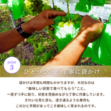 ぶどう 【箭内厳雄果樹園】 シャインマスカット 約1.8kg 2～３房 福島県 《10/上旬～10/中旬の出荷》