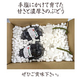 ぶどう 【まるもと農園】 ナガノパープル 1.3kg 2~3房 長野県松川町 《8/下旬～9/上旬の出荷》