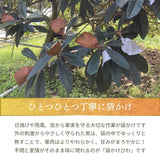 びわ 【生稲農園】 房州びわ 2kg 24～30個 サイズ色々 枇杷 皇室献上の実績 父の日 千葉県南房総市《5/中旬～5/下旬より出荷》