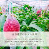 マンゴー 【緒方果樹園】 完熟マンゴー 2L 2個 700g 贈答用 宮崎県宮崎市 《5/上～5/中より出荷》