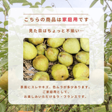洋梨 【木村フルーツ】 洋なし ラ・フランス 家庭用 訳あり 約3kg 山形県上山市 ラフランス《11/中旬～11/下旬より出荷》