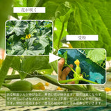 メロン 【メロン農家の根崎】 イバラキング 2玉 3kg 家庭用 2024年 イバラキング品評会1位 茨城県鉾田市 《6/上旬～6/中旬より出荷》