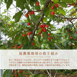さくらんぼ 【フルーツ彩】 佐藤錦 500g×2P 1kg ML 山形県上山市  《6/中旬～6/下旬の出荷》