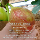 いちじく 【ファームさとう】 贈答用 品種おまかせ 12～13個 1㎏ 千葉県香取市 《8/上旬～8/下旬より出荷》