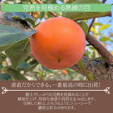 柿 甘柿 【フルーツファームいしくら】 富有柿等 皇室献上の味 広瀬の柿 4kg 3L 13個 山梨県笛吹市 種なし かき《10/下旬～11/上旬の出荷》