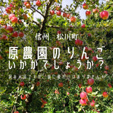 りんご 【 原農園 】 リンゴ サンふじ 5kg 15～18個 贈答用 長野県 松川町 ふじ 《11/下旬～12/上旬より出荷》