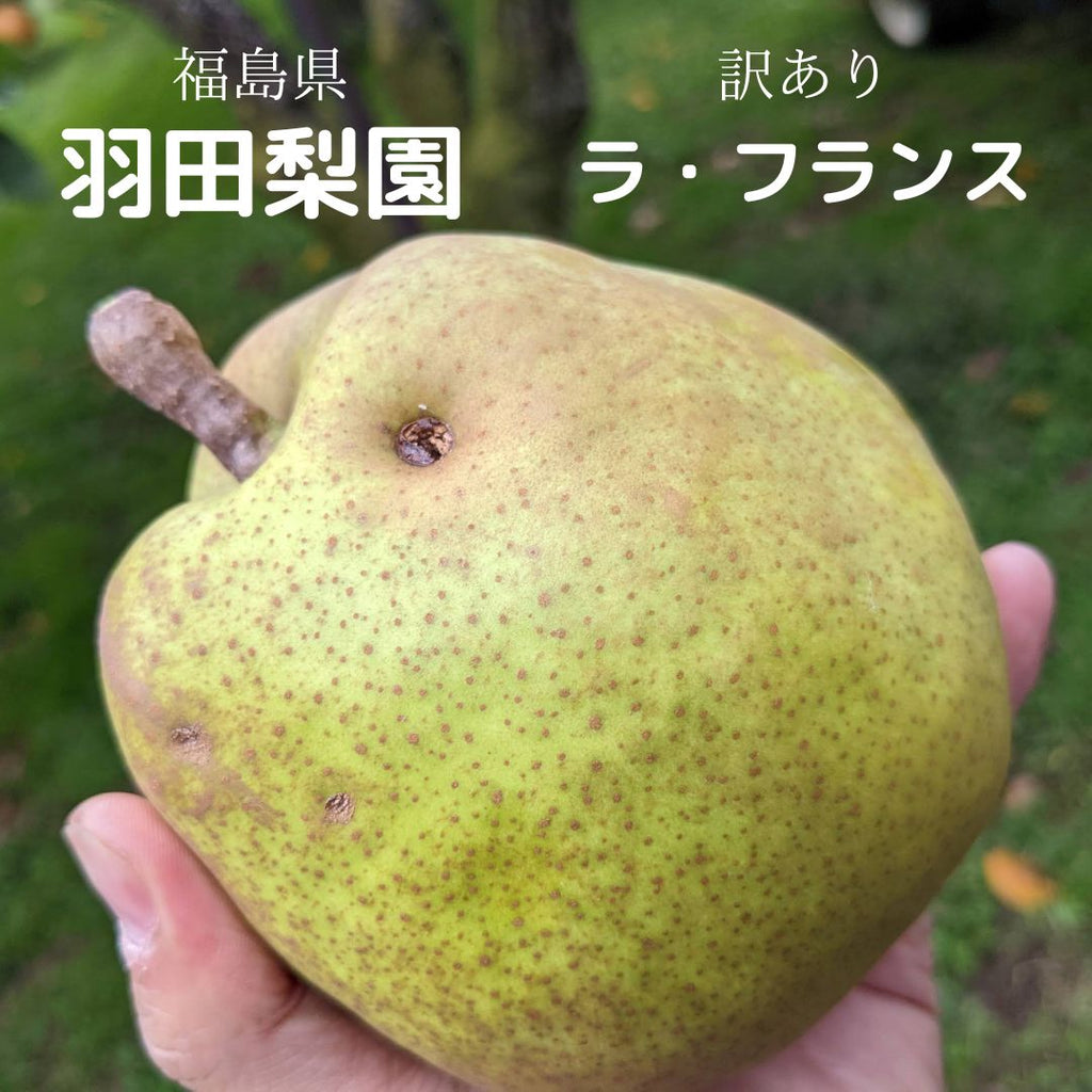 洋梨 【羽田梨園】 ラ・フランス 3kg　訳あり ご家庭用 福島県 萱場 洋ナシ《11/上旬～11/中旬出荷》