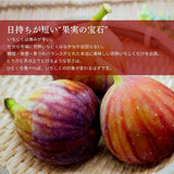 いちじく 【せた農園】 完熟 贈答用 L 12玉 1㎏ 和歌山県産 《8/中旬～8/下旬より出荷開始》 北海道・沖縄県は配送未対応