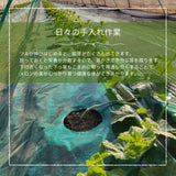 メロン 【メロン農家の根崎】 イバラキング 2玉 3kg 家庭用 2024年 イバラキング品評会1位 茨城県鉾田市 《6/上旬～6/中旬より出荷》