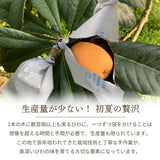 びわ 【生稲農園】 房州びわ 1kg 12～15個 サイズ色々 枇杷 皇室献上の実績 父の日 千葉県南房総市《5/中旬～5/下旬より出荷》