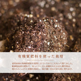 さくらんぼ 【フルーツ彩】 品種おまかせ 500g ML 山形県上山市  《6/上旬～6/中旬の出荷》