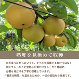 梨 【箭内厳雄果樹園】 甘太 新興 にっこり 1～3種入り 4kg 6～8個 福島県須賀川市《10/下旬～11/上旬より出荷》