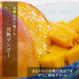 マンゴー 【まるのわマンゴー】 完熟マンゴー 3L 2個 宮崎県宮崎市 《5/上～5/中より出荷》