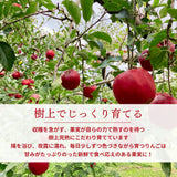 りんご 【ふんどのりんごや】 オリジナル品種 いわせっ娘 5kg 16～18個 福島県須賀川 《12/上旬～12/下旬の出荷》