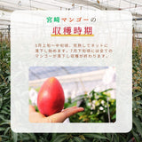 マンゴー 【緒方果樹園】 完熟マンゴー 2L 2個 700g 贈答用 宮崎県宮崎市 《5/上～5/中より出荷》