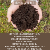 ぶどう 【境果樹園】 富士の輝き シャインマスカット 1~2房ずつ 約1kg 長野県須坂市 《10/上旬～10/中旬より出荷》