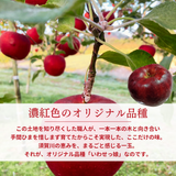 りんご 【ふんどのりんごや】 オリジナル品種 いわせっ娘 蜜無し 長期保存用 5kg 16～18個 福島県須賀川 《1/上旬～1/中旬より出荷》