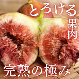 いちじく 【せた農園】 家庭用 350g×4P 1.4㎏ 和歌山県産 《8/中旬～8/下旬より出荷開始》 北海道・沖縄県は配送未対応